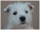 Westhighlandský biely teriér - šteniatko z CHS Biele Karpaty 